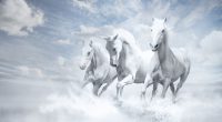 White Horses8286419759 200x110 - White Horses - white, Horses, Bulbul